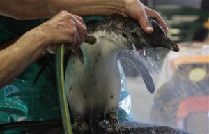 FILE - In this file photo taken Thursday, Aug 6, 2015, a penguin is hosed down after being washed with detergent to remove oil from its body at the South African Foundation for the Conservation of Coastal Birds (SANCCOB) in Cape Town, South Africa. The penguins on South Africa's west coast are a big tourist attraction, but their numbers have declined dramatically and scientists are still debating whether fishing has helped push the species to the brink of extinction. (AP Photo/Courtney Quirin)