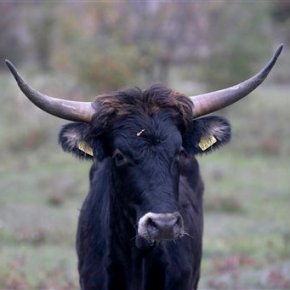 Wild aurochs-like cattle reintroduced in Czech Republic