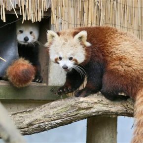 Red panda goes missing from Northern California zoo