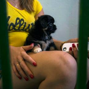 New class of pampered purebred dogs emerges in Cuba